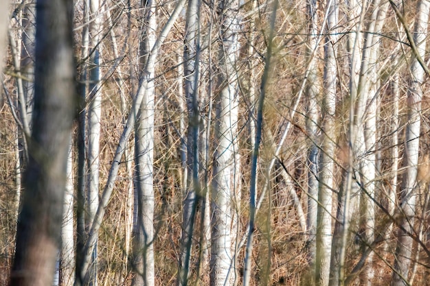 Baumstämme Wald, natürlicher strukturierter Hintergrund