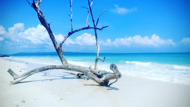 Baumstamm am Strand