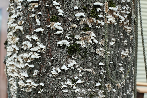 Foto baumstamm auf grünem hintergrund baumstamm