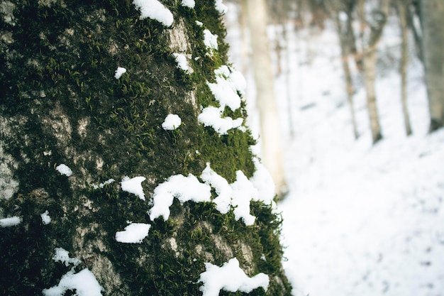 Baumstamm bedeckt mit Moos auf Waldhintergrund