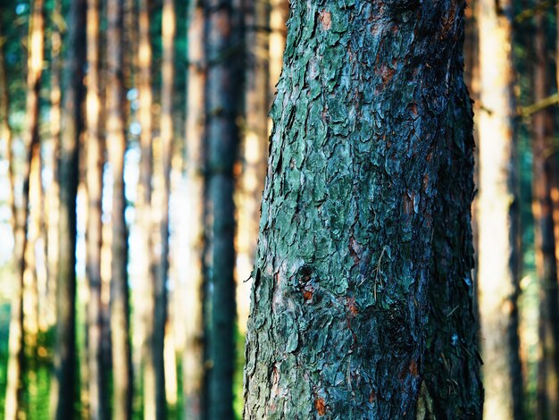 Baumstamm im Detail Bokeh-Hintergrund hd