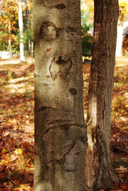 Foto baumstamm im wald