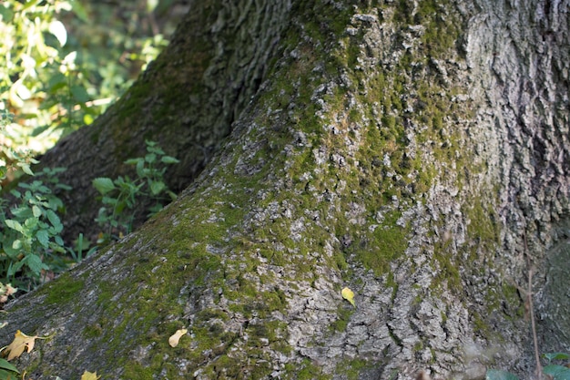 Baumstamm im Wald