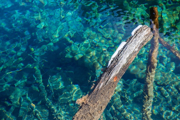 Foto baumstamm in wasser.