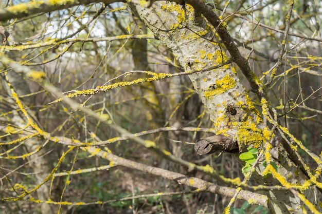 Baumstamm mit Moos im Wald