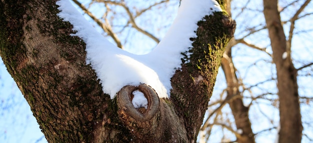 Baumstamm mit Schnee bedeckt