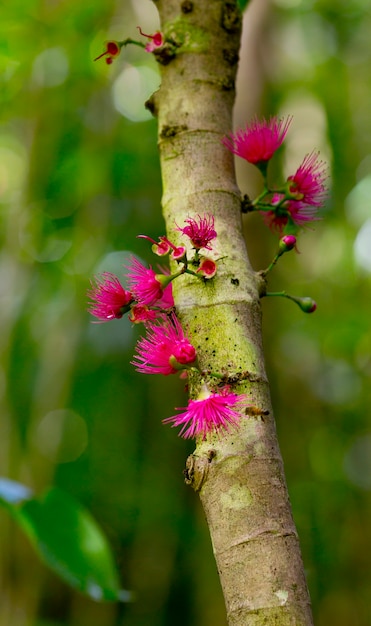 Foto baumstamm mit violetten blüten