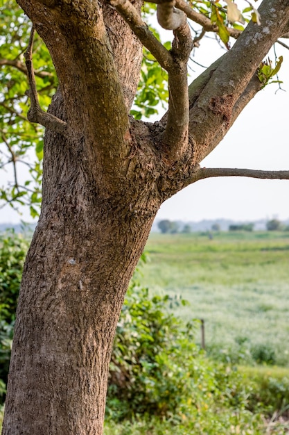 Baumstamm mit Zweigen und Blättern in der Nähe des landwirtschaftlichen Feldes