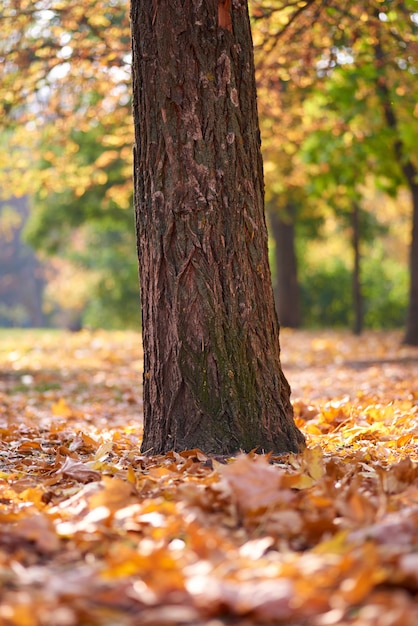 Baumstamm mitten in einem Herbstpark am Nachmittag