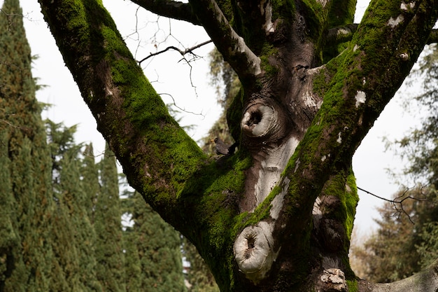 Baumstamm und Moos im Wald. Ein kleiner Vogel im Hintergrund, verschwommener Fokus