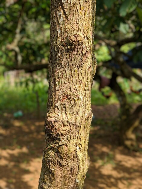 Baumstammtextur mit verschwommenem Hintergrund im Garten