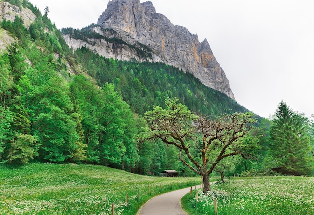 Baumstraßenberge im Hintergrund Schweiz