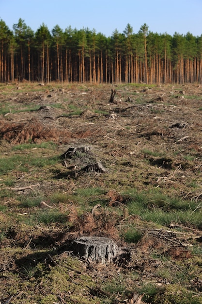 Baumstümpfe und grüner Wald im Hintergrund