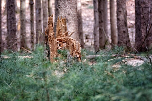 Foto baumstumpf auf einem feld im wald