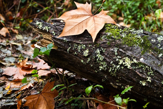 Baumstumpf auf einem Wald