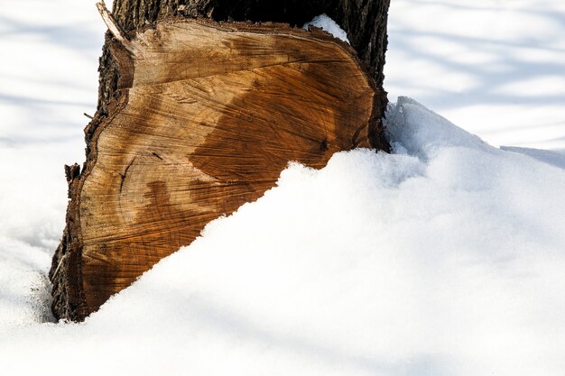 Baumstumpf im Schneehintergrund