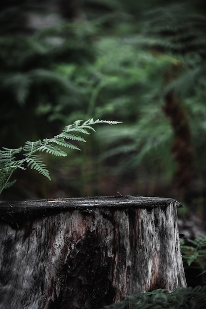 Baumstumpf im Wald, Farnblatt im Hintergrund