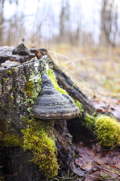 Foto baumstumpf mit pilzen im wald.