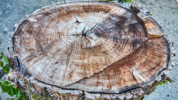 Baumstumpf mit Ringen - Nahaufnahme. Sotschi