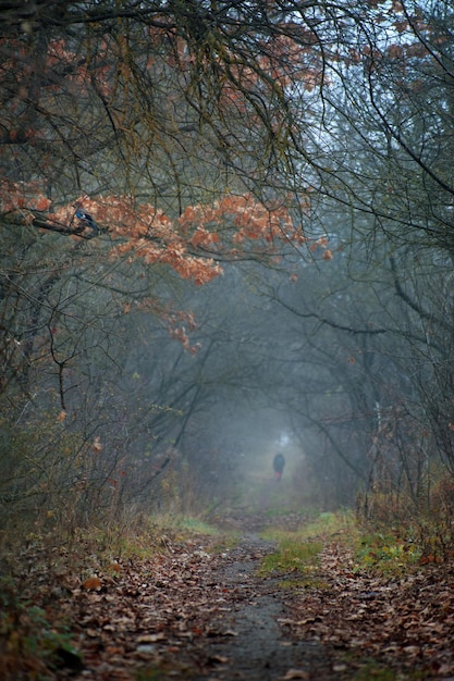 Baumtunnel im tiefen Herbst schöne Eichenblätter über einem Baumtunnel und einer mystischen Person