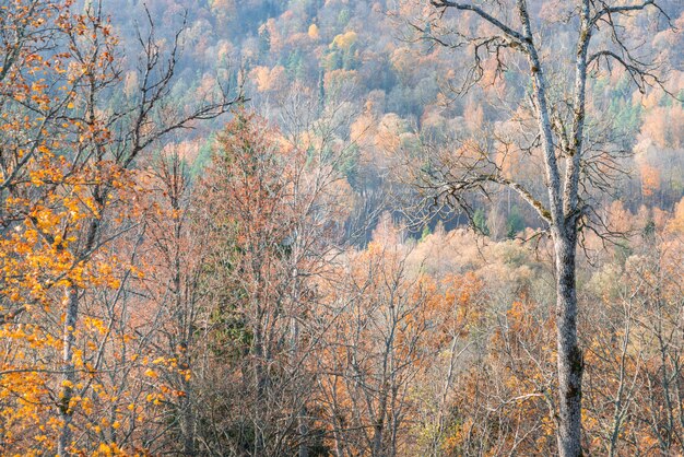 Baumwald im Herbsttag, Landschaft