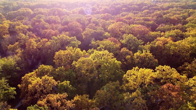 Baumwipfel mit gelben Blättern am sonnigen Herbsttag Wald Holz Wald viele Bäume mit Baumkrone rot