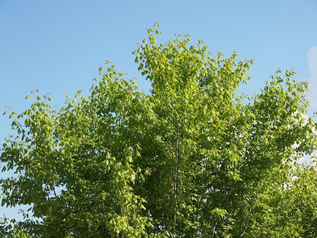 Baumwipfel über dem Himmel