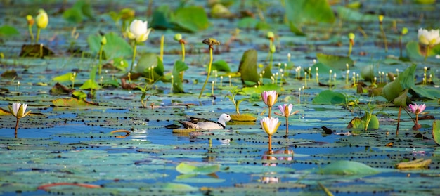 Baumwoll-Zwerggans schwimmt im See durch die Lotusblätter. Schöne Lebensraumaufnahme