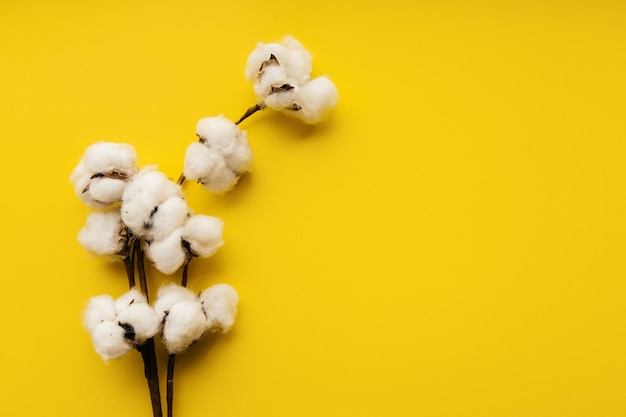 Baumwollblume auf gelbem Papierhintergrund mit Exemplar