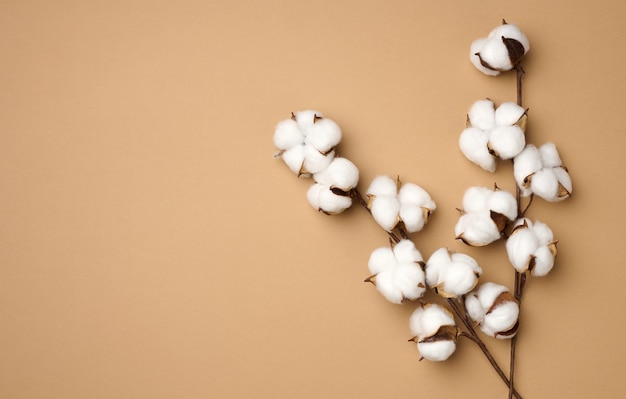 Baumwollblume auf pastellbeigem Papierhintergrund, Overhead. Minimalismus flache Lay-Komposition, Kopienraum