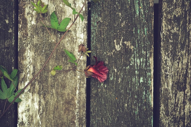 Foto baumwollblume frischer stängelzweig flach lag auf grungy strukturiertem holzhintergrund flache ansicht von oben