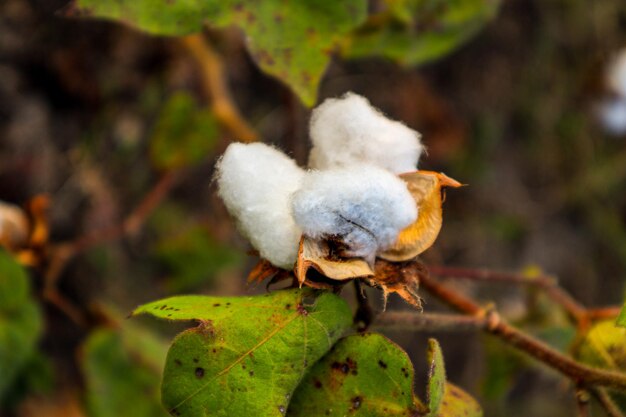 Baumwollblume im BaumwollblumenfeldAls Rohstoff Bekleidung Modekleidung