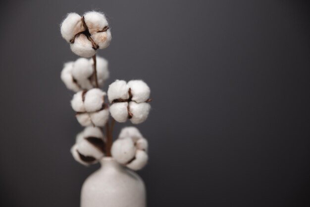 Baumwollblumen in Vase auf dem Tisch