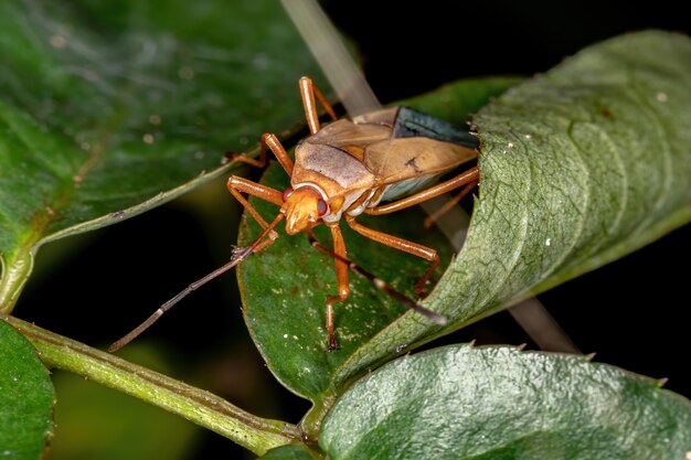 Baumwollfärber der Gattung Dysdercus