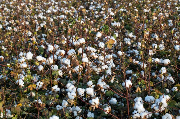 Baumwollfelder erntereif, Landwirtschaft