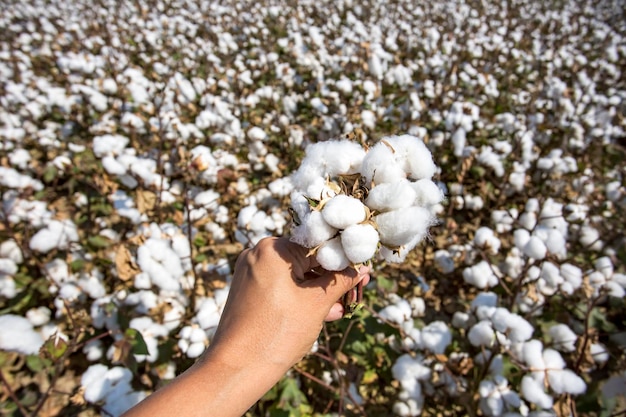 Baumwollfeldlandwirtschaft das frische natürliche Leben