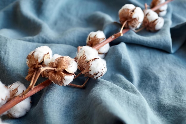 Baumwollpflanze mit weißen Blüten auf türkisblauem Stoff