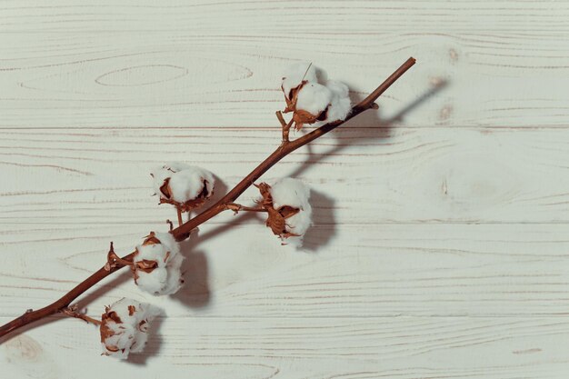 Baumwollzweig mit trockenen Blumen aus nächster Nähe