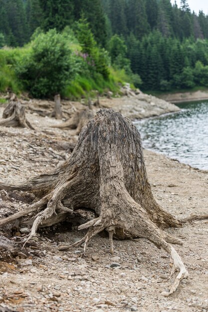 Baumwurzel vor See