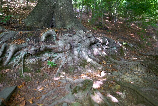 Baumwurzeln im Sommerwald