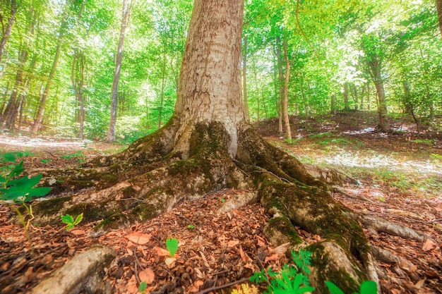 Baumwurzeln im Wald