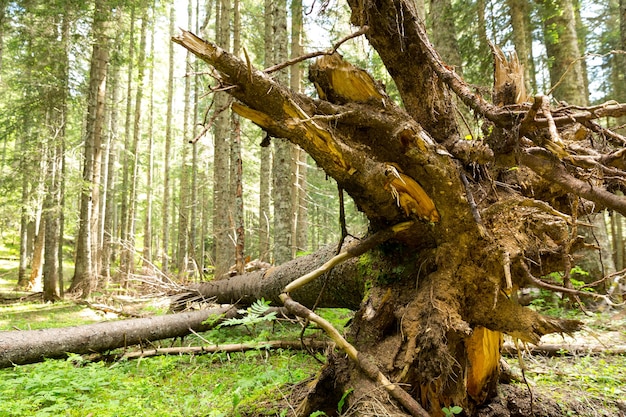 Baumwurzeln im Wald