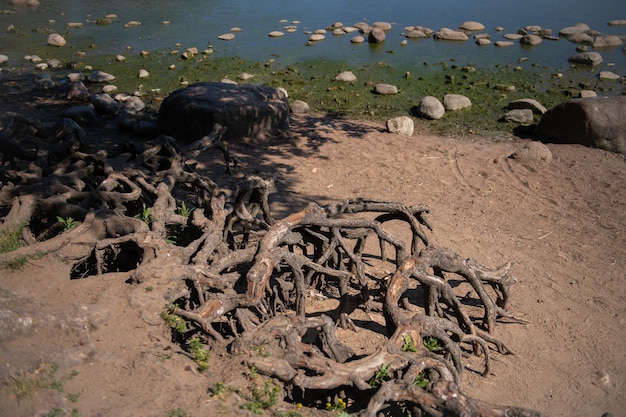 Baumwurzeln über dem Boden an der Küste