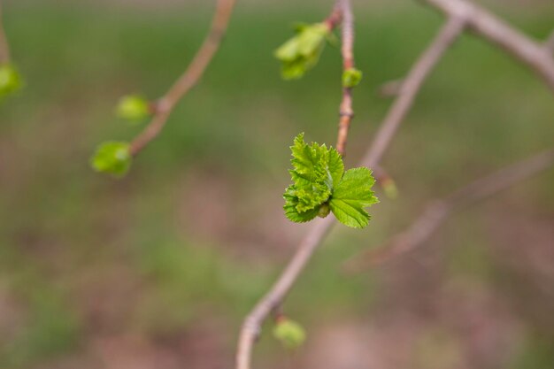 Baumzweig das erste Blatt im Frühjahr Knospen in den Bäumen blühen auf einem verschwommenen Hintergrund, selektiver Fokus