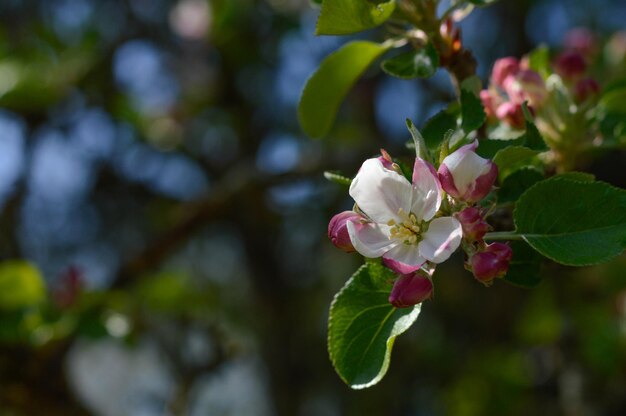 Baumzweig, der im Frühjahr weiß und rosa blüht