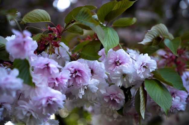 Baumzweig mit lila Sakura-Blüten