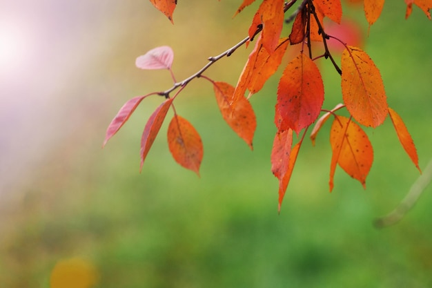 Baumzweig mit orangefarbenen, trockenen Blättern auf verschwommenem Hintergrund im Herbst