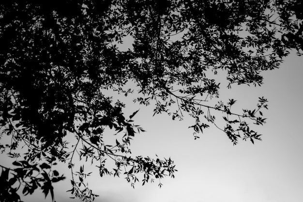 Baumzweige gegen den Himmel Ein Laubbaum steht wunderschön im grauen Himmel Schwarz-Weiß-Foto von Baumzweigen im Laub gegen den Himmel