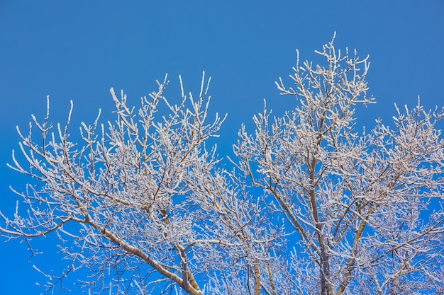 Baumzweige im Frost auf einem blauen Himmelhintergrund