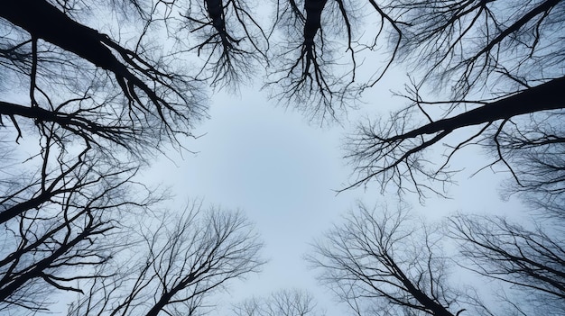 Baumzweige im Winterwald zeichnen sich von unten gegen den Himmel ab